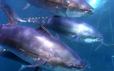 LEADING COMPANY OF BLUEFIN TUNA FROM ALMADRABA (Spanish Traps) continues to grow with us