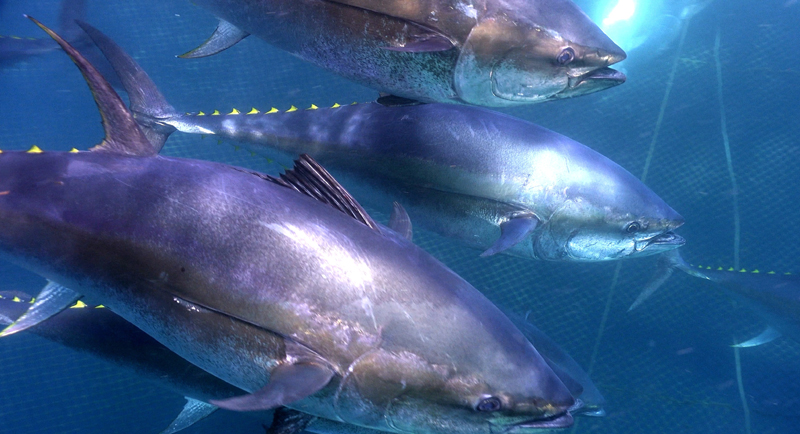 LEADING COMPANY OF BLUEFIN TUNA FROM ALMADRABA (Spanish Traps) continues to grow with us